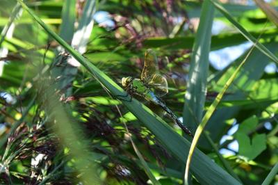 Anax empereur 