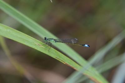 Agrion élégant