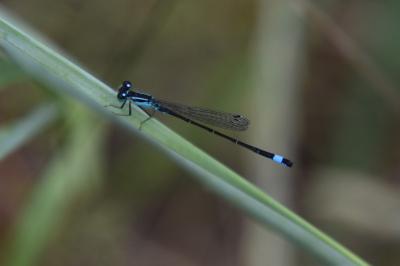 Agrion élégant