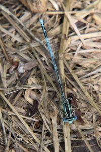 Agrion à larges pattes