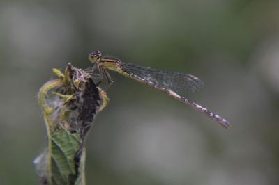 Agrion élégant