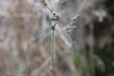 Leste vert