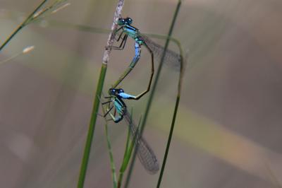 Agrion élégant