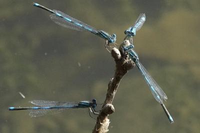 Agrion de Vander Linden