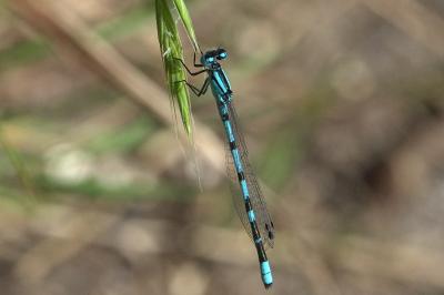 Agrion porte-coupe