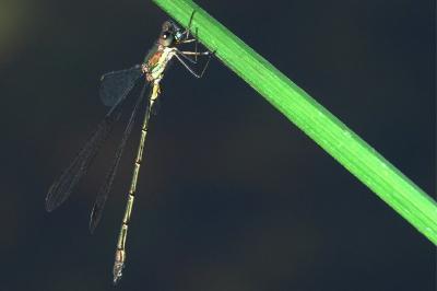 Leste vert