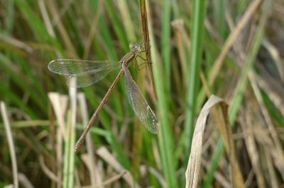 Lestes barbarus