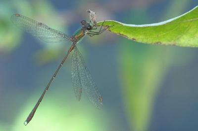 Chalcolestes viridis