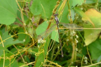 Lestes barbarus