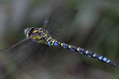 Aeschne bleue 