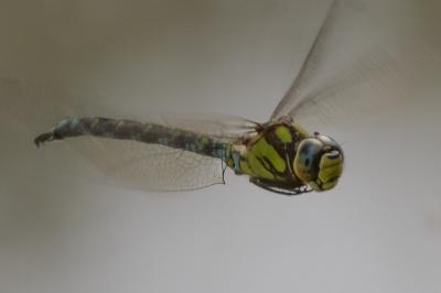 Aeschne bleue 