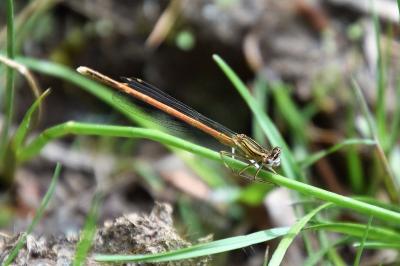 Agrion orangé