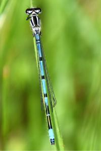 Agrion jouvencelle