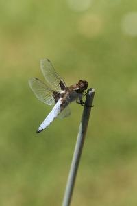 Libellule déprimée 