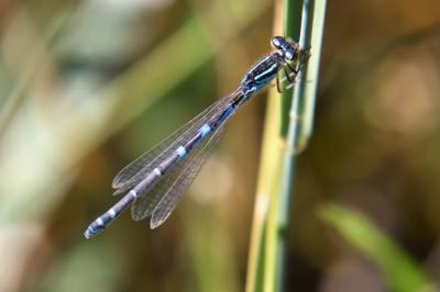 Agrion mignon 