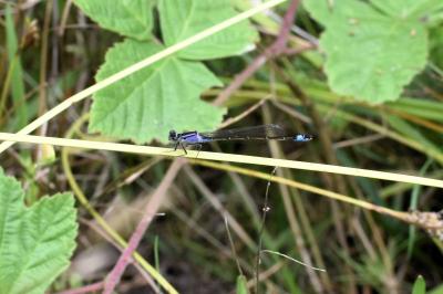 Agrion élégant
