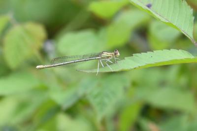 Agrion à larges pattes