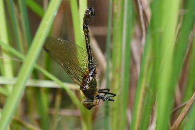 Cordulie bronzée 