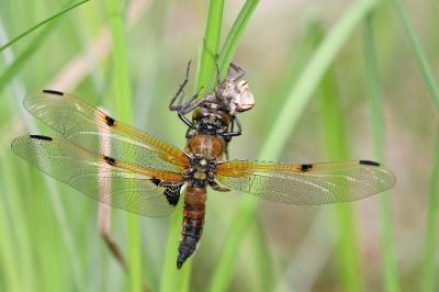 Libellule quadrimaculée 