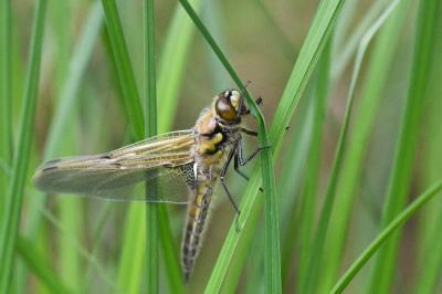 Libellule quadrimaculée 