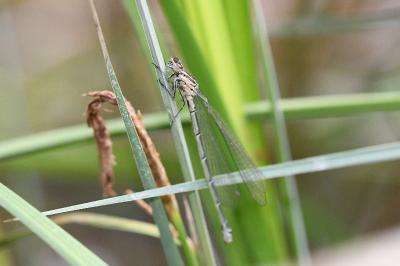 Agrion jouvencelle