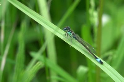 Agrion élégant