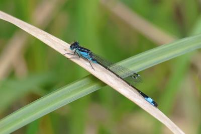 Agrion élégant