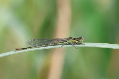 Agrion élégant