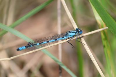 Agrion porte-coupe