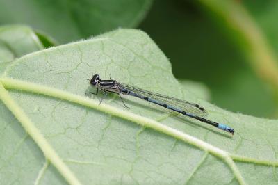 Agrion jouvencelle