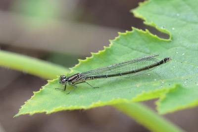 Agrion jouvencelle