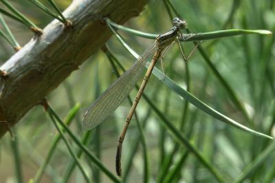 Agrion à larges pattes