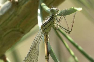 Agrion à larges pattes