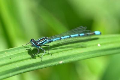 Agrion jouvencelle