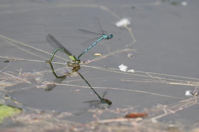 Agrion de Vander Linden