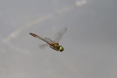 Cordulie bronzée 