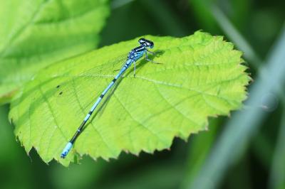 Agrion jouvencelle