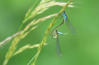 Agrion élégant