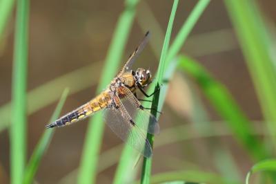 Libellule quadrimaculée 