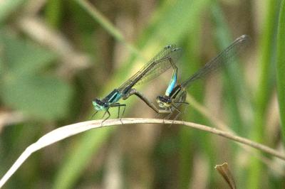 Agrion élégant