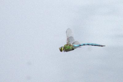 Anax empereur 