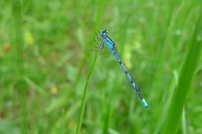 Agrion porte-coupe
