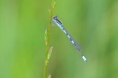 Agrion mignon 