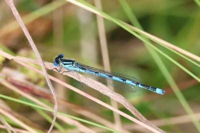Agrion de Vander Linden