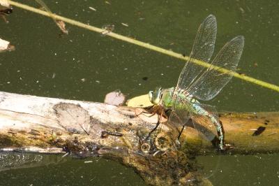 Anax empereur 