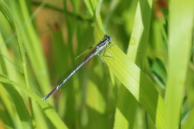 Agrion à larges pattes