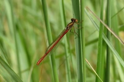 Agrion délicat