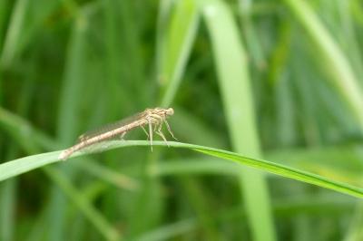 Agrion à larges pattes