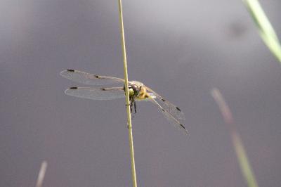 Libellule quadrimaculée 