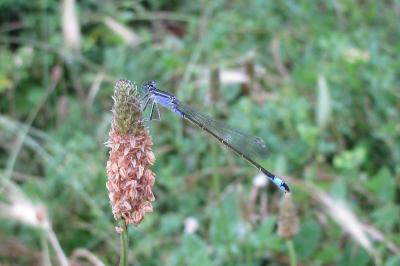 Agrion élégant